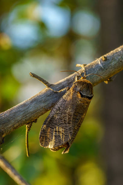Detailed close up of a large goat moth, Cossus Cossus, sitting on a branch in evening sunlight