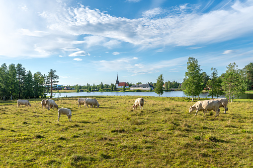Herd of white cows grazing in a green summer field just by a lake in the Swedish countryside