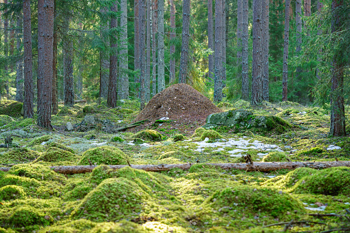 A large anthill in the middle of a mossy green pine and fir forest in Sweden, with a thick layer of green moss on the forest floor
