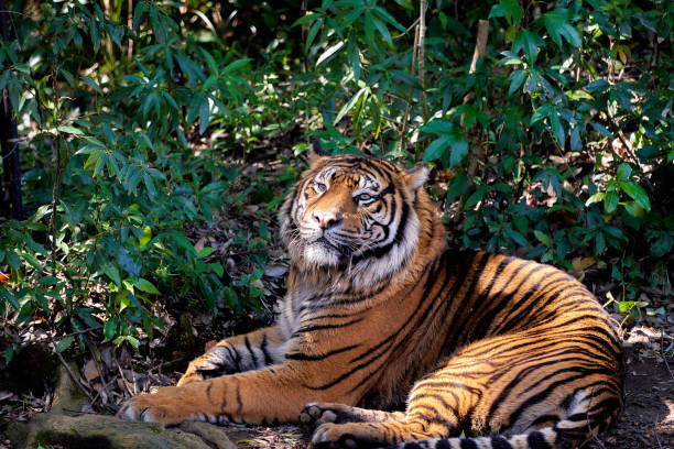 istock Tiger I met on a forest road 2140675190
