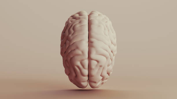 istock Brain human anatomy mind neutral backgrounds soft tones beige brown background top view 2140683555