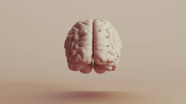 istock Brain human anatomy mind neutral backgrounds soft tones beige brown background front view 2140683970