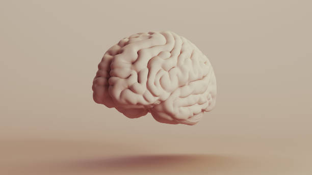 istock Brain human anatomy mind neutral backgrounds soft tones beige brown background front left view 2140684064