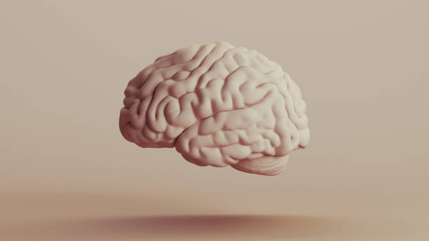 istock Brain human anatomy mind neutral backgrounds soft tones beige brown background left view 2140684069