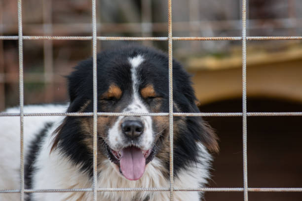 Tornjak sheepdog closes its eyes in captivity in a box made of iron mesh