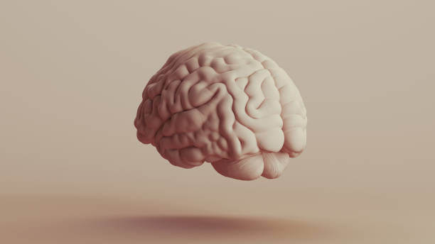 istock Brain human anatomy mind neutral backgrounds soft tones beige brown background quarter rear left view 2140684590