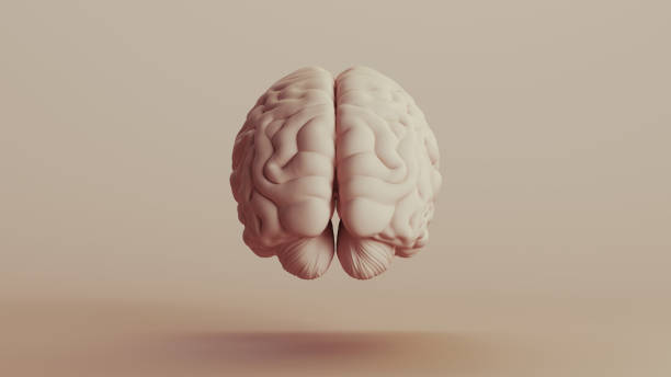 istock Brain human anatomy mind neutral backgrounds soft tones beige brown background rear view 2140684602