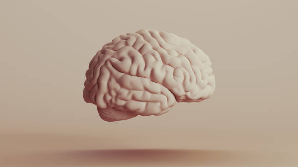 istock Brain human anatomy mind neutral backgrounds soft tones beige brown background right view 2140684603