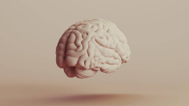 istock Brain human anatomy mind neutral backgrounds soft tones beige brown background quarter rear right view 2140699887