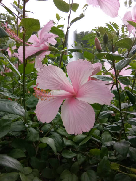 istock bright and  beauty flowers 2140706736