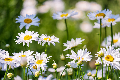 Lots of bright white flowers, ox-eye daisy, oxeye daisy, dog daisy, marguerite