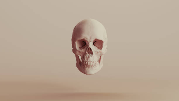 istock Skull human anatomy clay pottery neutral backgrounds soft tones beige brown background front quarter front view 2140709349
