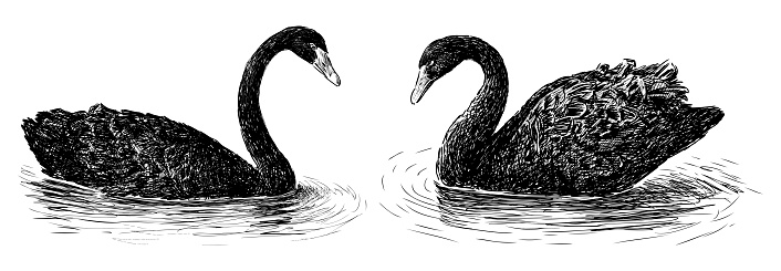 Swans, black, pair, floating, water birds, feathers, graceful, sketch, realistic, vector hand drawn illustration isolated on white