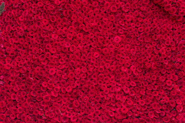 istock Vibrant background with numerous beautiful red roses 2140723987