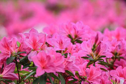 A close-up photo of a cluster of azaleas in early summer