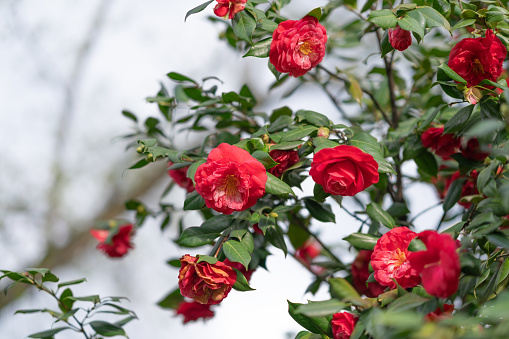 Floral background, red camellia blossom