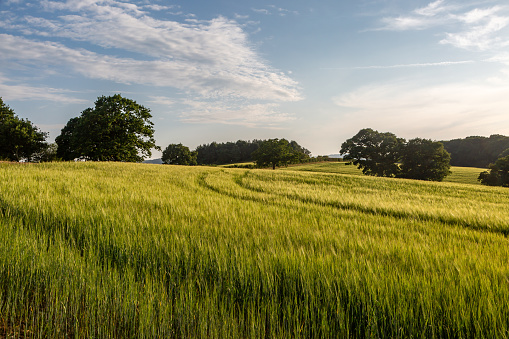 A field of cereal crops in the Sussex countryside, on a sunny summer's evening