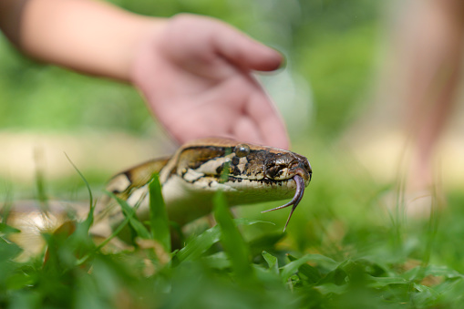 In the low-angle view, a student is attentively participating in an outdoor biology class, gently touching a python snake in a park.