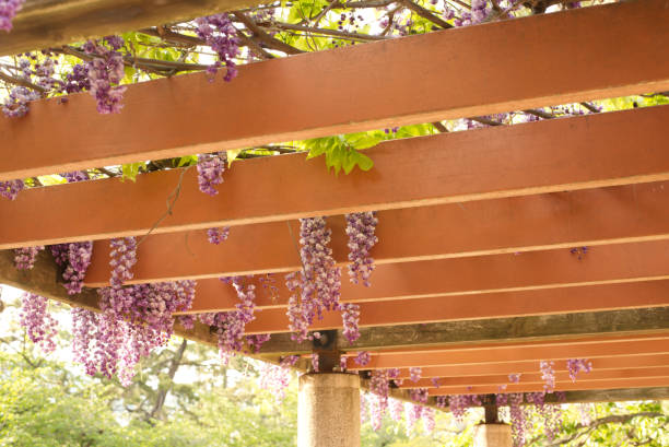 istock Wisteria flower 2140748979