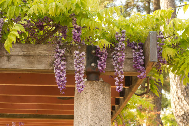 Wisteria flowers are lined up.
