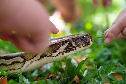In the low-angle view, pupils are attentively attending an outdoor biology class, touching a python snake in a park.