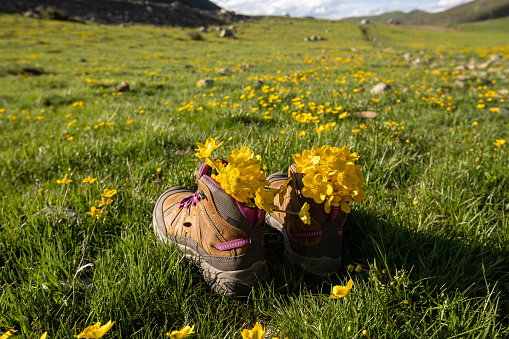 Hiking boots with yellow wild flowers in high altitude grassland