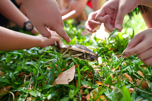 In the low-angle view, pupils are attentively attending an outdoor biology class, touching a python snake in a park.