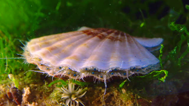 Black Sea mollusk Scallop (Flexopecten ponticus)