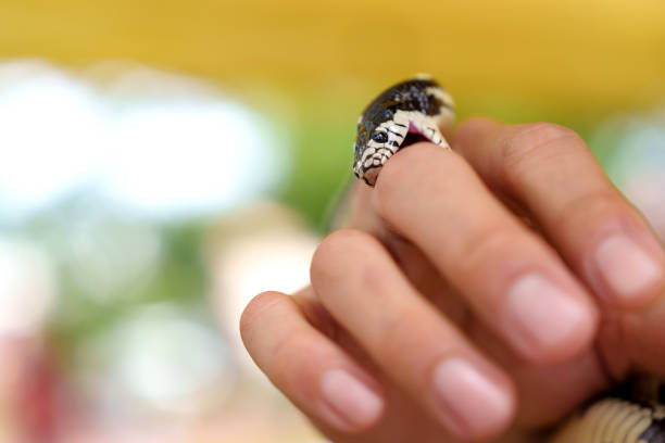 istock Close-up of a venomous snake biting a human finger 2140761783