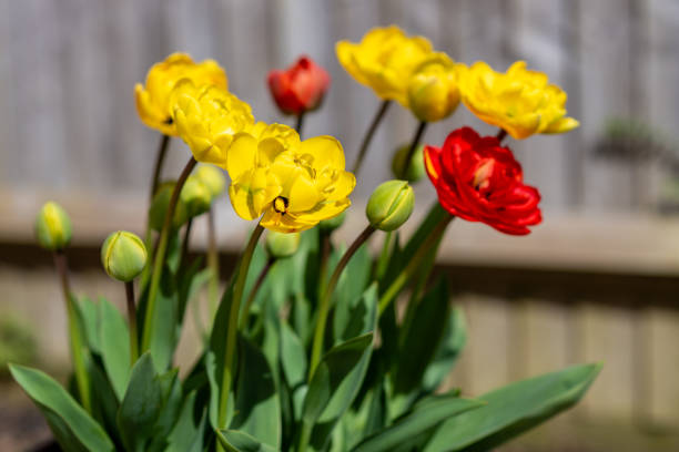 A clump of pot grown tulips, showing buds alongside a selection of yellow and red blooms, with very tight focus and shallow depth of field against defocused fence panels.