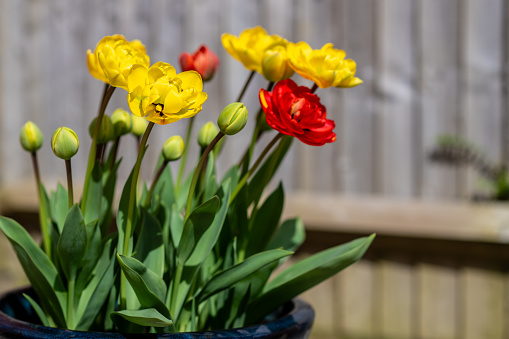 A clump of pot grown tulips, showing buds alongside a selection of yellow and red blooms, with very tight focus and shallow depth of field against defocused fence panels.