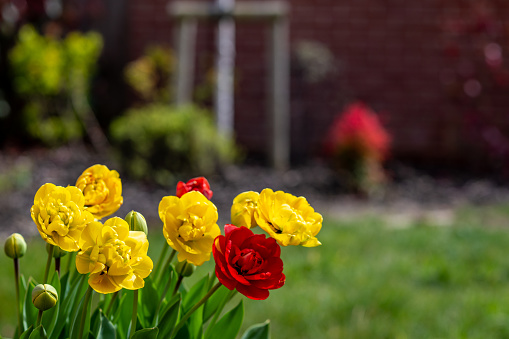 A clump of pot grown tulips, showing buds alongside a selection of yellow and red blooms, with very tight focus and shallow depth of field against defocused garden.