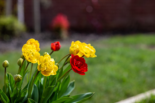 A clump of pot grown tulips, showing buds alongside a selection of yellow and red blooms, with very tight focus and shallow depth of field against defocused garden.