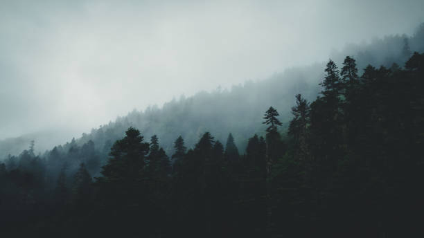 istock Beautiful foggy pine tree forest landscape 2140769909