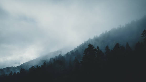 istock Beautiful foggy pine tree forest landscape 2140775049