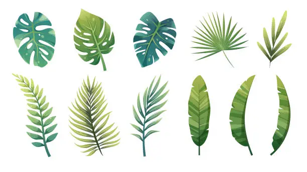 Vector illustration of Cartoon set of green tropical leaves of palm tree, monstera, banana, croton, ferns. Vector design elements on white background for games, prints, templates
