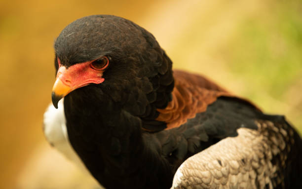 istock Portrait of a Bateleur Eagle, ready to take flight. 2140788491