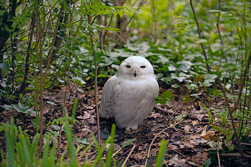 The snowy owl, also known as the polar, the white, and the Arctic owl, is a large, white of the true owl family. They are native to the Arctic regions of both North America and the Paleartic.