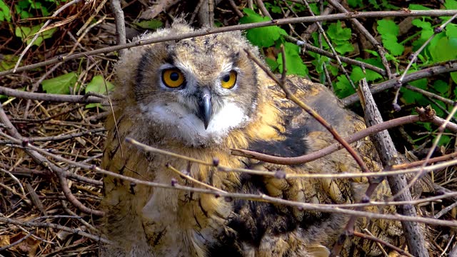The Eurasian eagle-owl (Bubo bubo), a young bird is hiding in the thickets, birds of Ukraine.