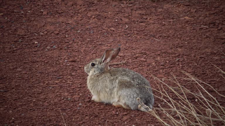 Rabbit in the wilds in Utah, USA