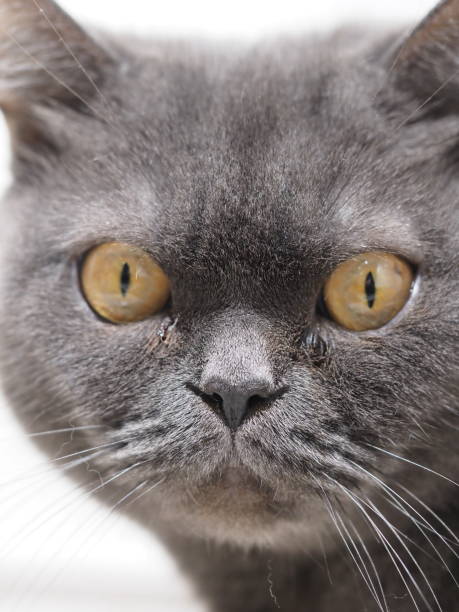 close up portrait of a gray british cat