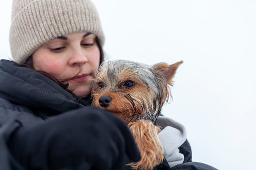 Yorkshire Terrier in the hands of a woman in winter clothes