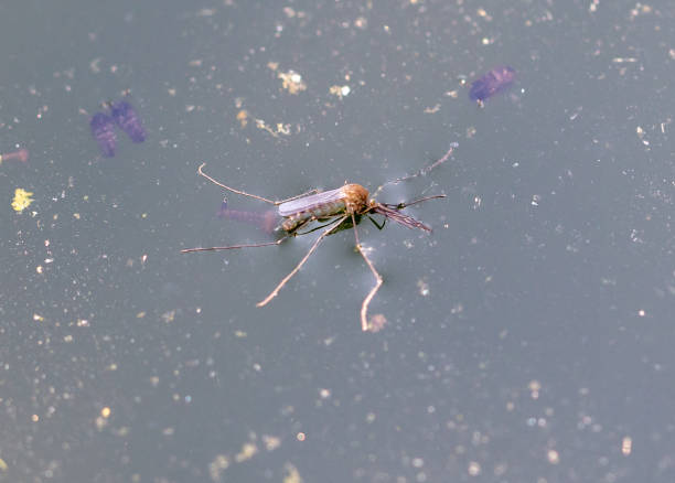 istock The mosquito sits on the water. Close-up 2140826441