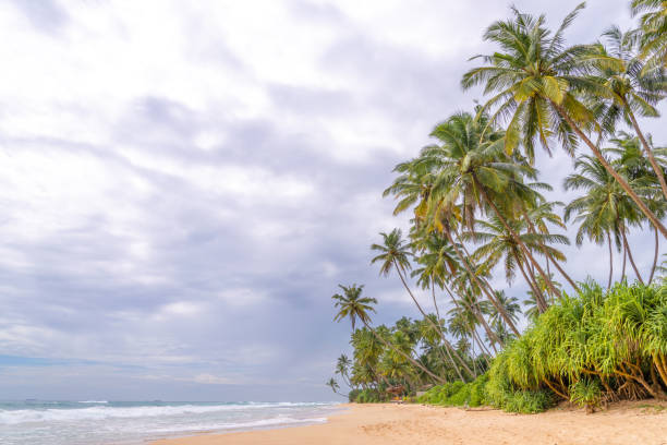istock A beach with palm trees and a cloudy sky 2140830136