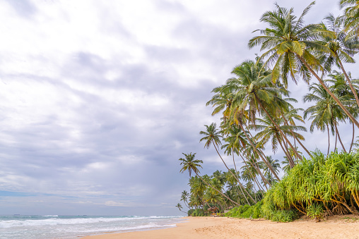 A beach with palm trees and a cloudy sky
