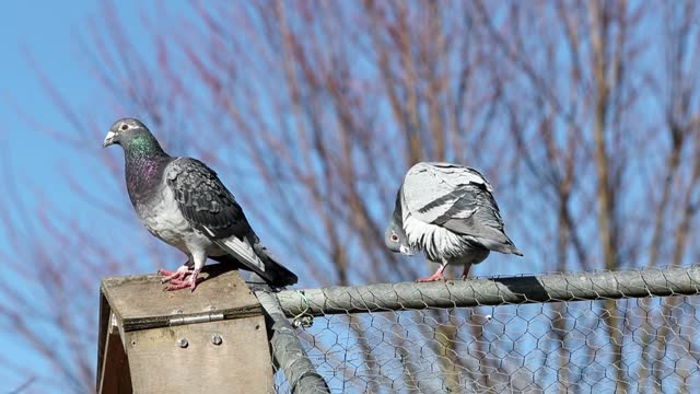 Two gray pigeons perched on a cage