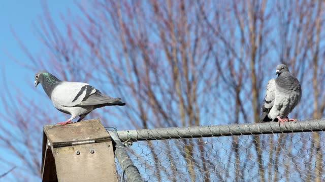 Two gray pigeons perched on a cage