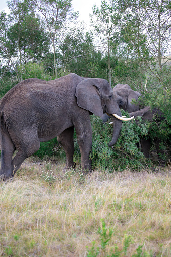 A massive elephant is standing prominently on top of a field covered with lush green grass.
