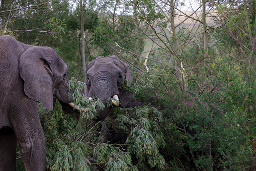 Two elephants are seen standing side by side in this scene