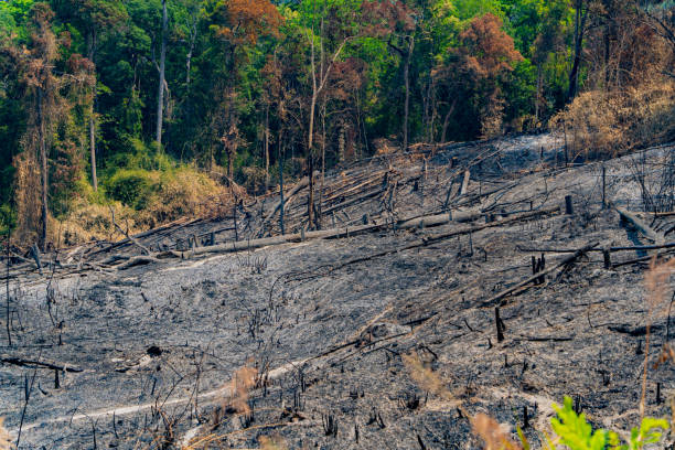 istock The consequences of a fire in the forest. 2140839048